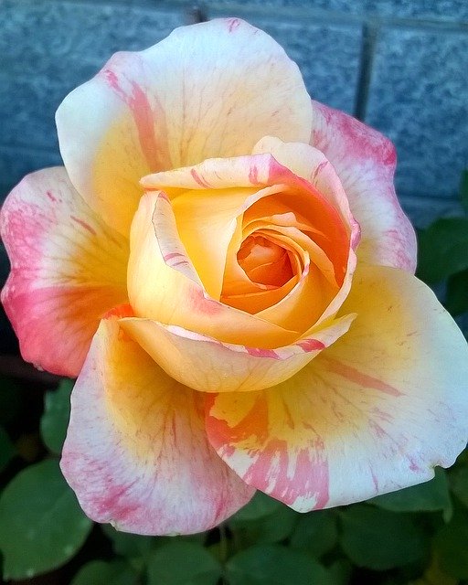 Descarga gratuita Rosa Yellow Rose: foto o imagen gratuita para editar con el editor de imágenes en línea GIMP