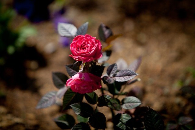 Descarga gratuita rose 5dmark2 70 200mm flor imagen gratis para editar con el editor de imágenes en línea gratuito GIMP