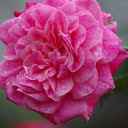 Rose and Water Drops  screen for extension Chrome web store in OffiDocs Chromium