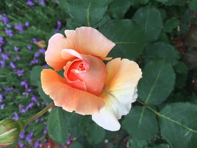 Free download Rose Apricot Bloom -  free photo or picture to be edited with GIMP online image editor
