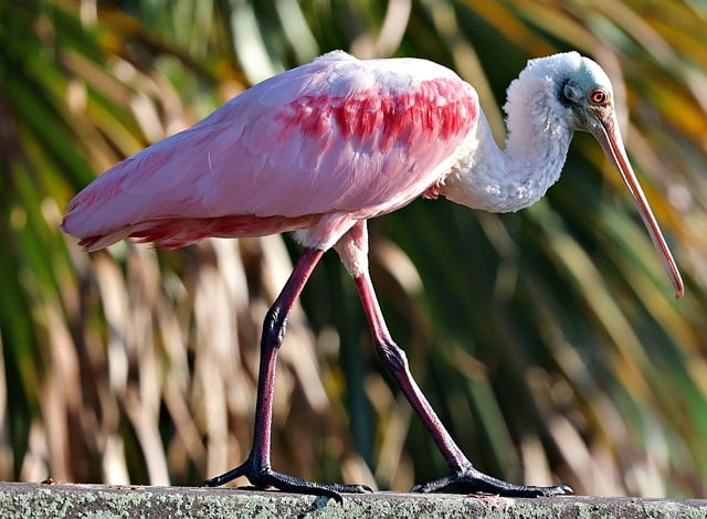 Free download roseate spoonbill bird avian free picture to be edited with GIMP free online image editor