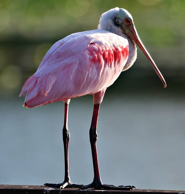 Free download roseate spoonbill bird wildlife free picture to be edited with GIMP free online image editor