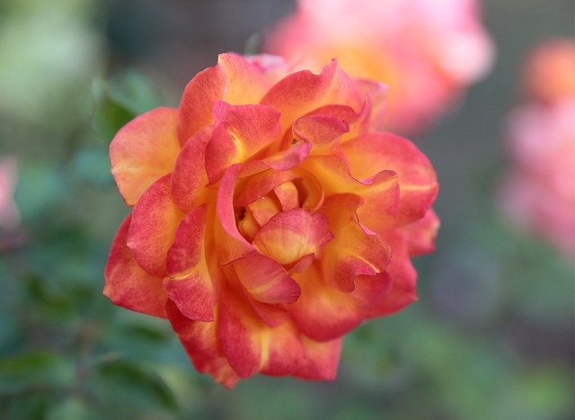 Template Photo Rose Autumn Beauty -  for OffiDocs