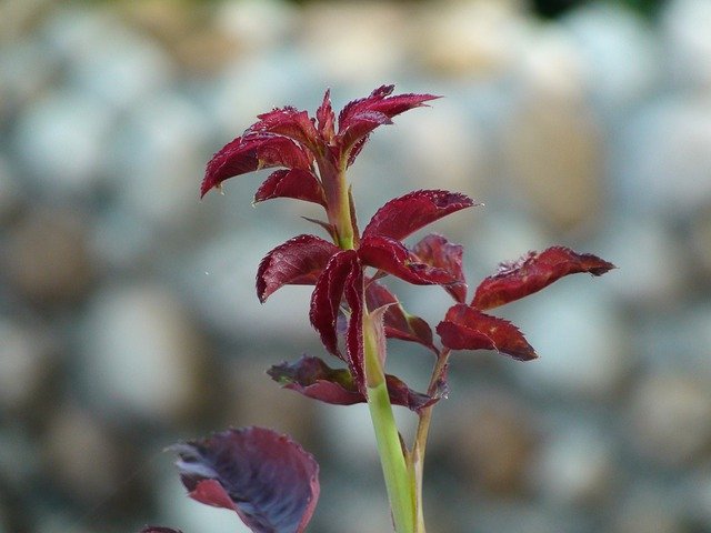 ດາວ​ໂຫຼດ​ຟຣີ Rose Baby New Born House - ຮູບ​ພາບ​ຟຣີ​ຫຼື​ຮູບ​ພາບ​ທີ່​ຈະ​ໄດ້​ຮັບ​ການ​ແກ້​ໄຂ​ກັບ GIMP ອອນ​ໄລ​ນ​໌​ບັນ​ນາ​ທິ​ການ​ຮູບ​ພາບ​