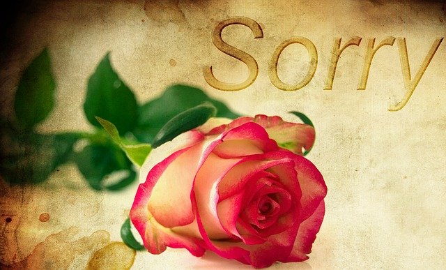 Free download rose background excuse me red rose free picture to be edited with GIMP free online image editor
