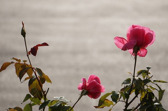 Baixar Rose Backlit Flowers - foto ou imagem grátis para ser editada com o editor de imagens online GIMP