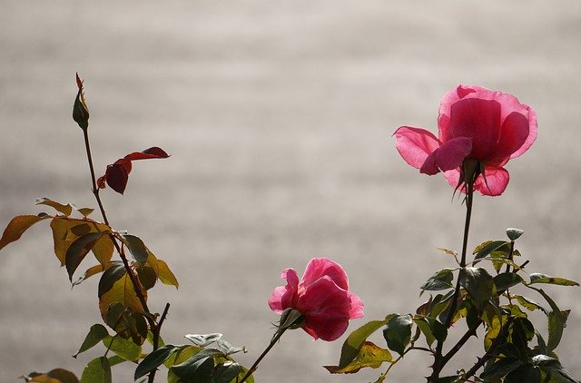 Free download Rose Backlit Flowers -  free photo or picture to be edited with GIMP online image editor