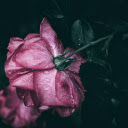 Rose bathed in the night rain  screen for extension Chrome web store in OffiDocs Chromium