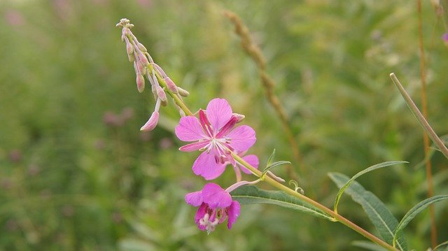 Download gratuito Rosebay Willow-Herb Wildflowers - foto o immagine gratuita da modificare con l'editor di immagini online di GIMP