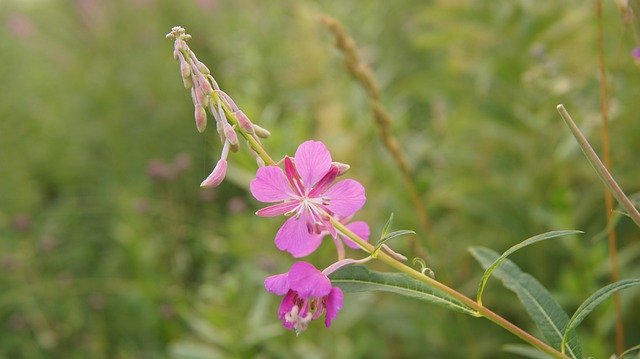 免费下载 Rosebay Willow-Herb Wildflowers - 可使用 GIMP 在线图像编辑器编辑的免费照片或图片