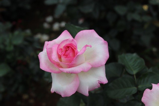 Free download Rose Beautiful Affix Botanical -  free photo or picture to be edited with GIMP online image editor