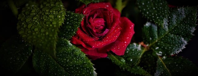 Free download rose beauty nature green red love free picture to be edited with GIMP free online image editor