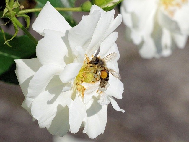 Free download Rose Bee Pollen -  free photo or picture to be edited with GIMP online image editor