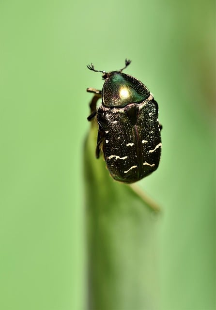 Free download rose beetle beetle insect animal free picture to be edited with GIMP free online image editor
