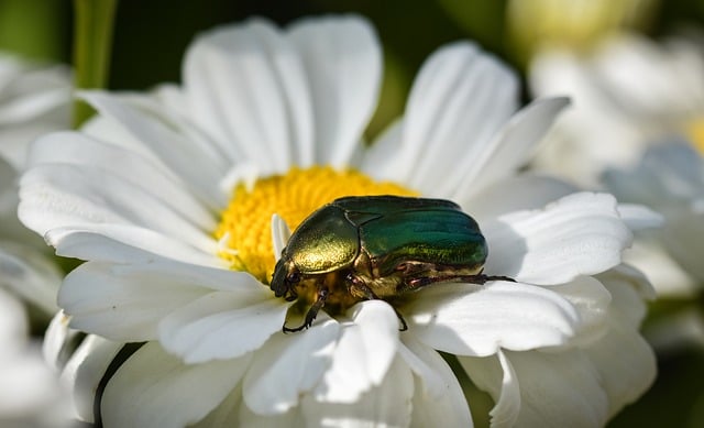 Free download rose beetle beetle insect nature free picture to be edited with GIMP free online image editor