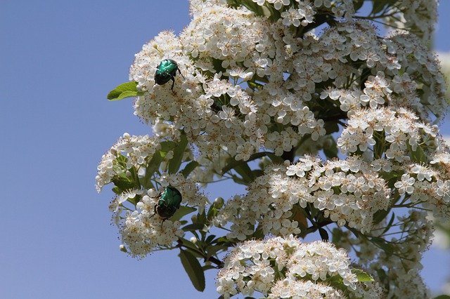Free picture Rose Beetle Firethorn White -  to be edited by GIMP free image editor by OffiDocs