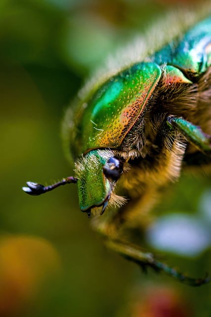 Free download rose beetle insect beetle green free picture to be edited with GIMP free online image editor