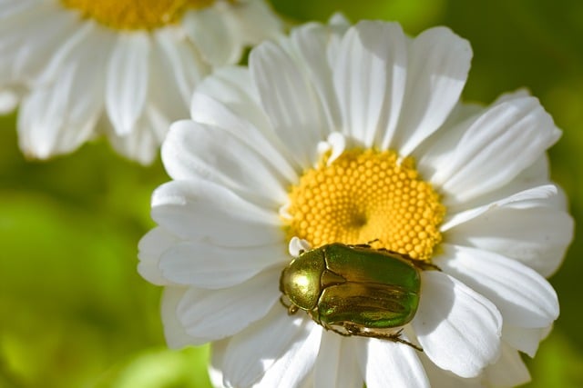 Free download rose beetle insect beetle nature free picture to be edited with GIMP free online image editor