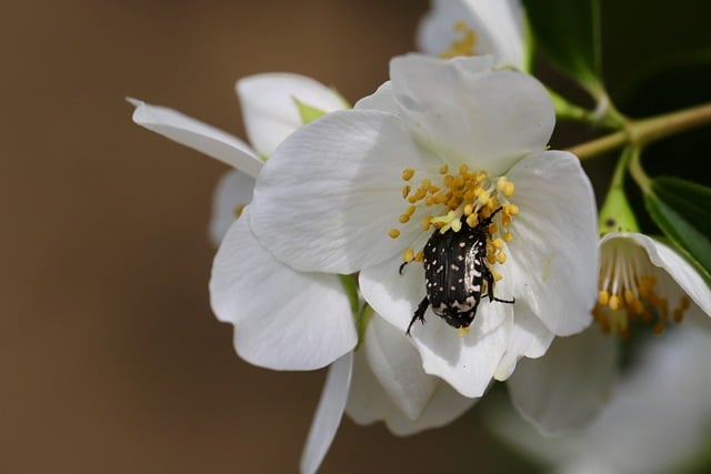 Free download rose beetle mourning rose beetle free picture to be edited with GIMP free online image editor