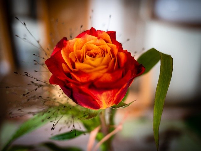 Unduh gratis Rose Birthday Romantic - foto atau gambar gratis untuk diedit dengan editor gambar online GIMP
