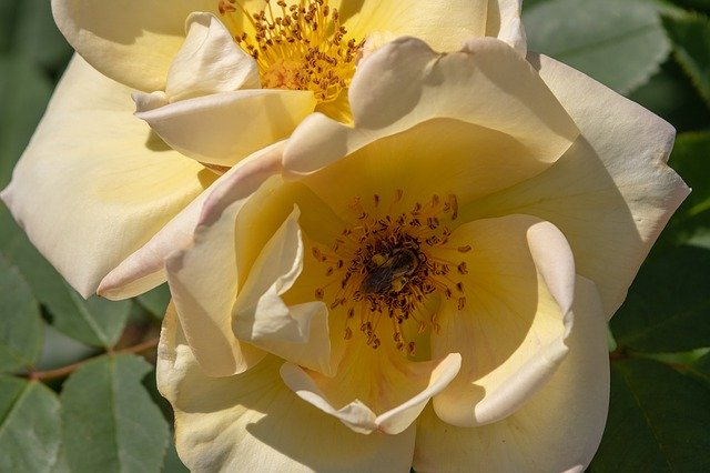 Безкоштовно завантажте Rose Bloom Beautiful — безкоштовну фотографію чи зображення для редагування за допомогою онлайн-редактора зображень GIMP