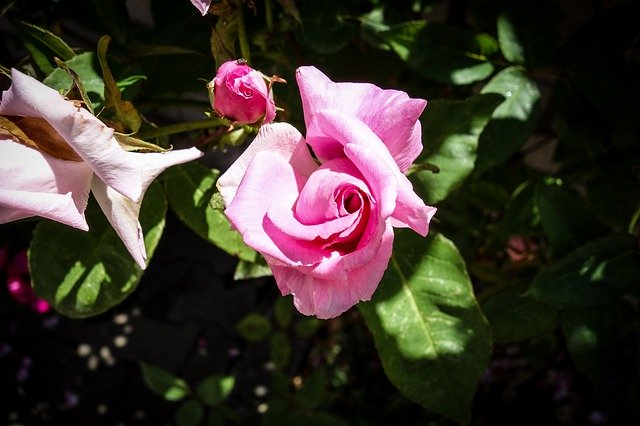 Téléchargement gratuit de Rose Bloom Blossom - photo ou image gratuite à modifier avec l'éditeur d'images en ligne GIMP