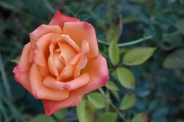 Descărcare gratuită poză cu petale de flori de trandafir pentru a fi editată cu editorul de imagini online gratuit GIMP