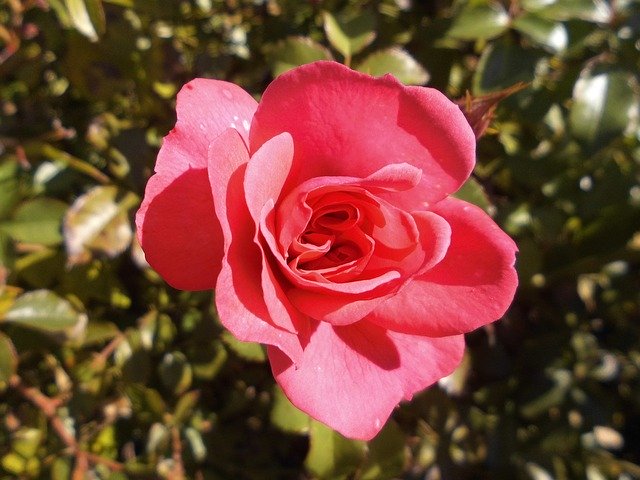 Muat turun percuma Rose Bloom Floribunda - foto atau gambar percuma untuk diedit dengan editor imej dalam talian GIMP