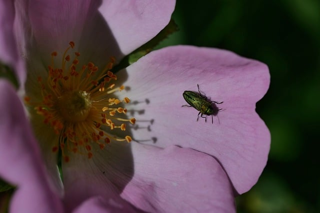 Free download rose blossom beetle insect nature free picture to be edited with GIMP free online image editor