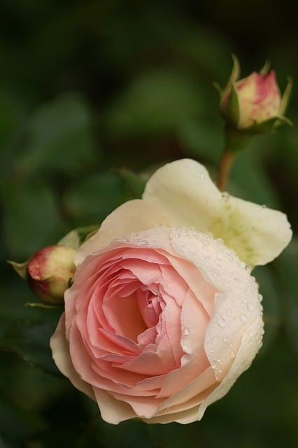 Free download rose blossom bloom flower free picture to be edited with GIMP free online image editor