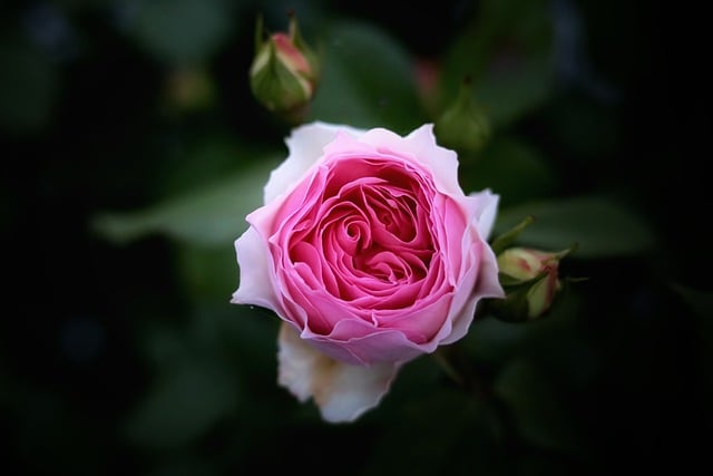 Free download rose blossom bloom flower plant free picture to be edited with GIMP free online image editor