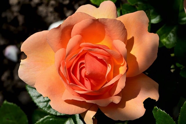 Free download rose blossom bloom nature flower free picture to be edited with GIMP free online image editor