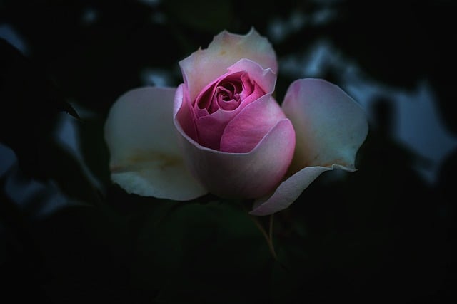 Free download rose blossom bloom plant flora free picture to be edited with GIMP free online image editor