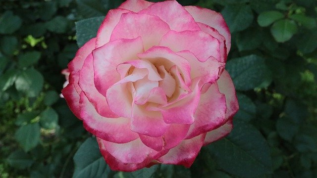 Muat turun percuma Rose Blossom Flowers - foto atau gambar percuma untuk diedit dengan editor imej dalam talian GIMP