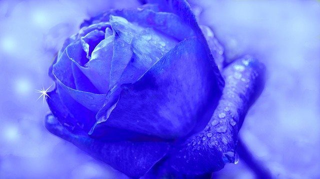 Free download Rose Blue Flower -  free photo or picture to be edited with GIMP online image editor