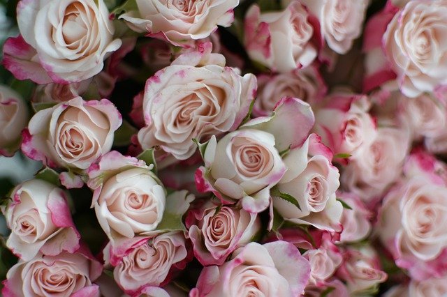 ดาวน์โหลดฟรี Rose Bouquet - ภาพถ่ายหรือรูปภาพฟรีที่จะแก้ไขด้วยโปรแกรมแก้ไขรูปภาพออนไลน์ GIMP