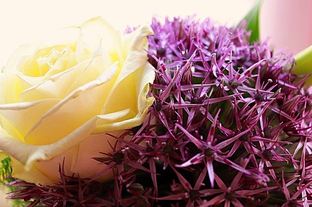Free download Rose Bouquet Background -  free photo or picture to be edited with GIMP online image editor