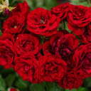 Rose bouquet in the dew  screen for extension Chrome web store in OffiDocs Chromium
