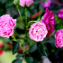 Rose Branch Full of Flowers  screen for extension Chrome web store in OffiDocs Chromium