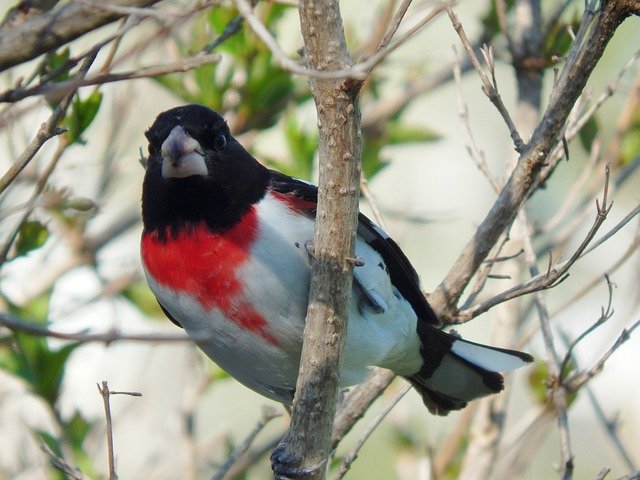 הורדה חינם Rose-Breasted Grosbeak Bird - תמונה או תמונה בחינם לעריכה עם עורך התמונות המקוון GIMP