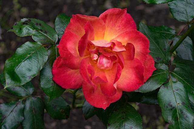 Free download rose breed crossing a1 piccadilly free picture to be edited with GIMP free online image editor