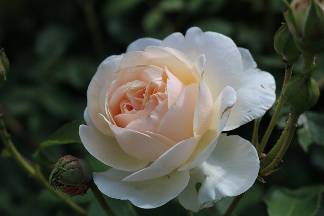 Free graphic rose bright l white garden white to be edited by GIMP free image editor by OffiDocs