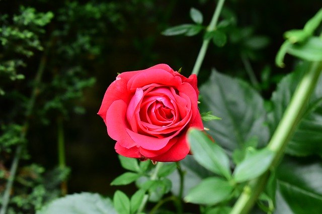 Free picture Rose Bright Red -  to be edited by GIMP free image editor by OffiDocs