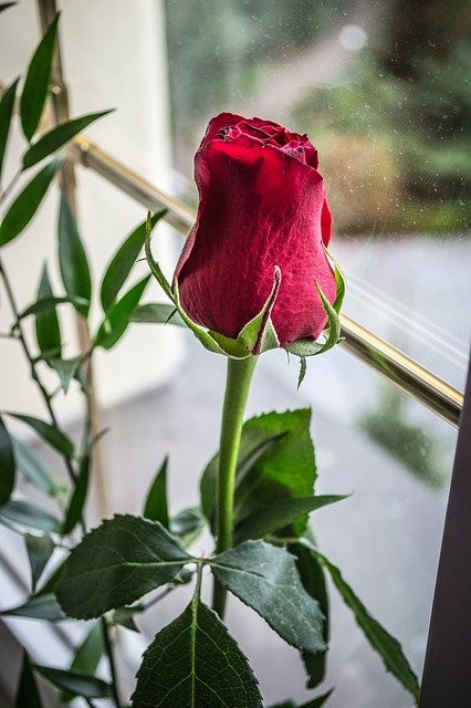 Free download Rose Bud Flower -  free photo or picture to be edited with GIMP online image editor
