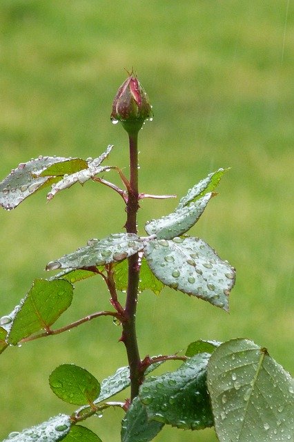 دانلود رایگان Rose Bud Rain - عکس یا تصویر رایگان قابل ویرایش با ویرایشگر تصویر آنلاین GIMP