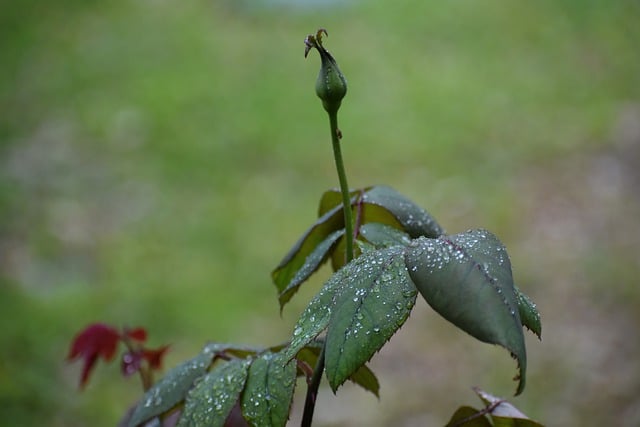 Free download rose bud rain drops bud rose rain free picture to be edited with GIMP free online image editor