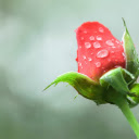 Rosebuds and Dew  screen for extension Chrome web store in OffiDocs Chromium
