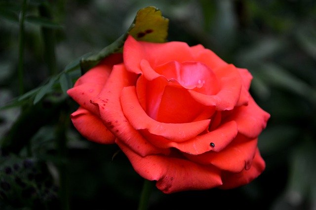 Скачать бесплатно Rose Bug Red - бесплатное фото или изображение для редактирования с помощью онлайн-редактора изображений GIMP
