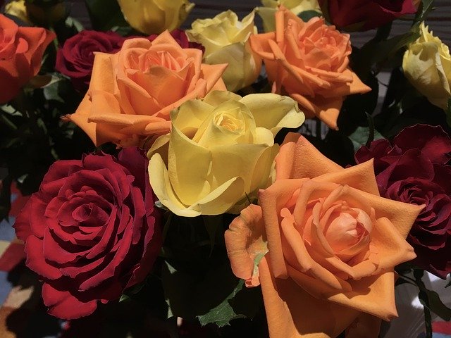 הורדה חינם Rose Bunch Summer Roses - תמונה או תמונה בחינם לעריכה עם עורך התמונות המקוון GIMP