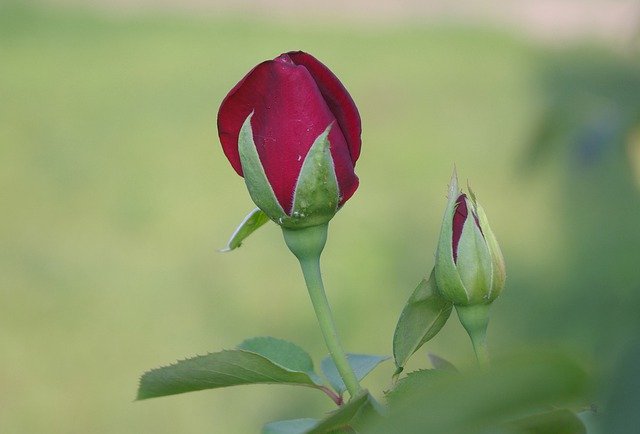 Descărcare gratuită Rose Burgundy Flowers - fotografie sau imagini gratuite pentru a fi editate cu editorul de imagini online GIMP